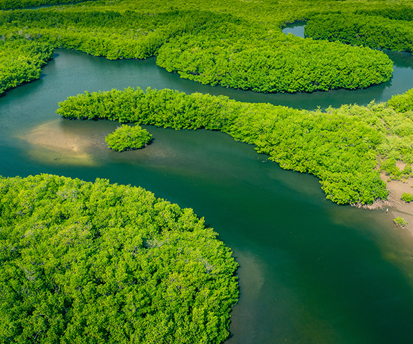 Forêt amazonienne